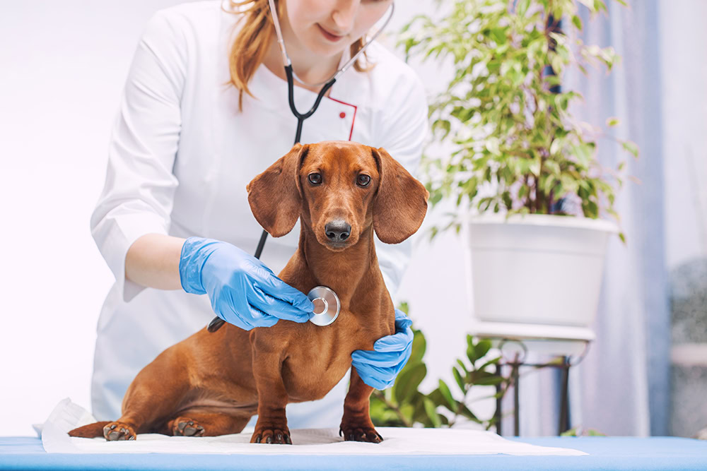 Common Allergies in Dachshund Puppies