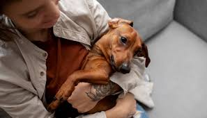 understanding Dachshund puppy behavior and socialization