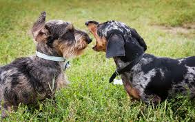 understanding Dachshund puppy behavior and socialization