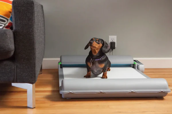 potty training tips for your Dachshund puppy