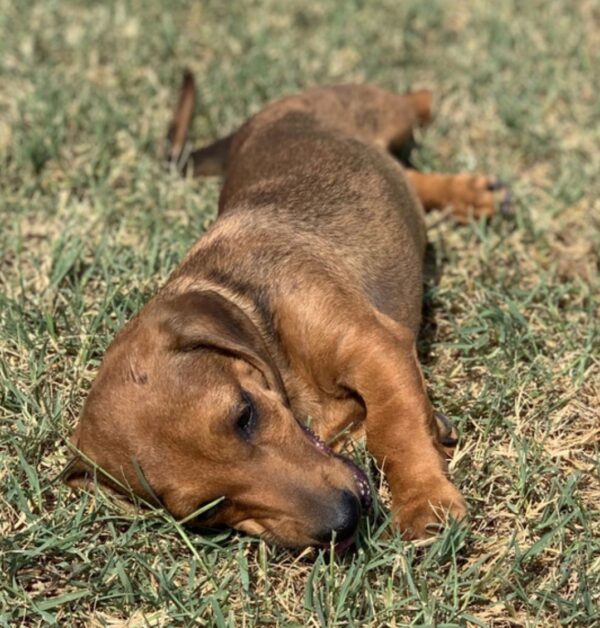 Miniature Smooth Haired Dachshund for sale - Image 2