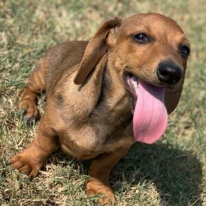 Baby Dachshund for Sale