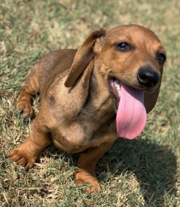 Baby Dachshund for Sale