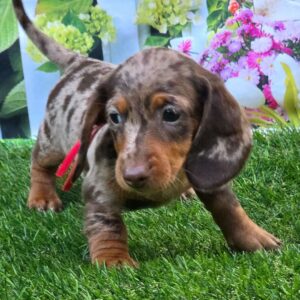 Dapple Dachshund Puppies for Sale