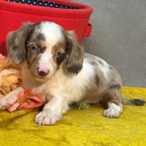 miniature dachshund for sale