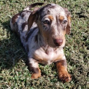 mini dachshund for sale
