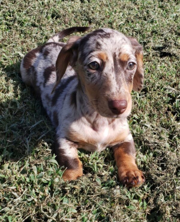 mini dachshund for sale