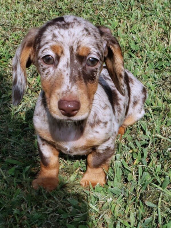 How to Choose the Right Dachshund Puppy for Your Family
