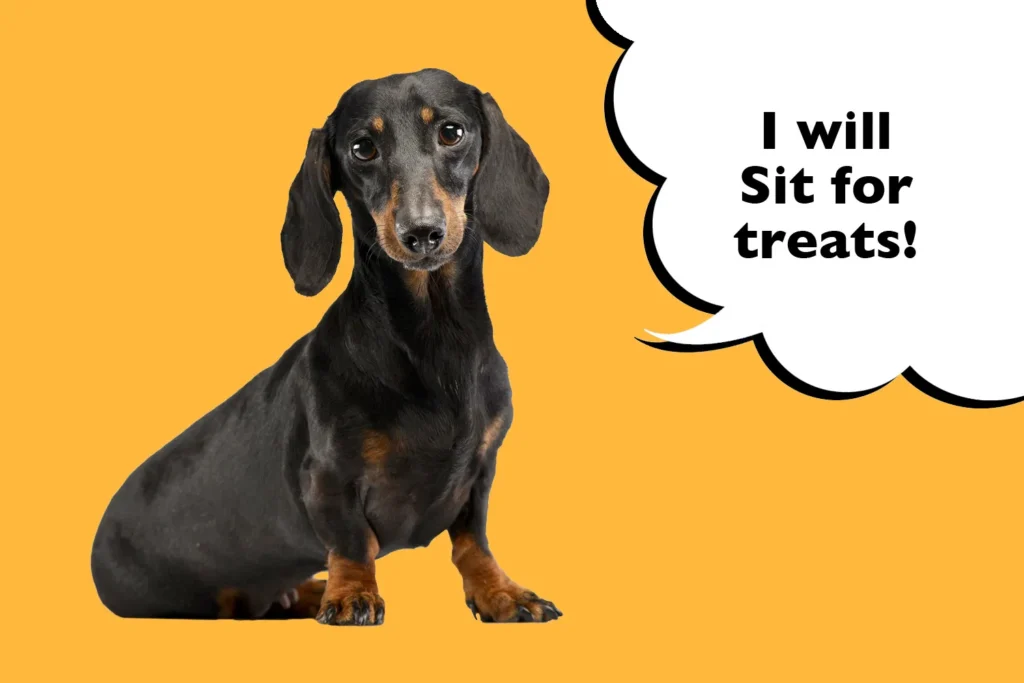 Teaching Basic Commands: Sit, Stay, Come for Dachshunds