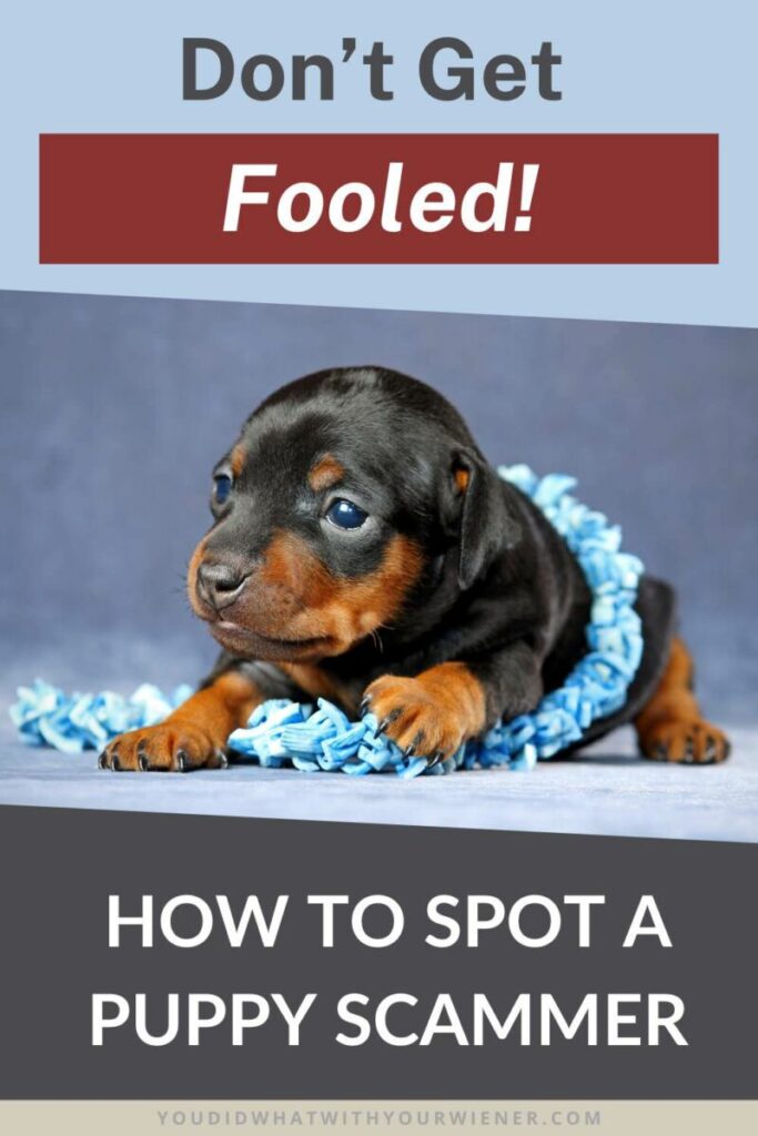 How to Avoid Puppy Scams When Buying a Dachshund Online