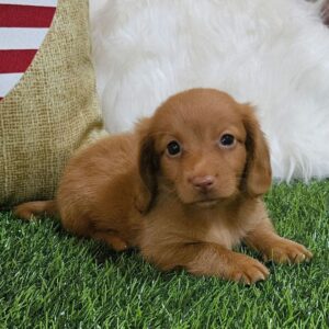 Miniature Long Haired