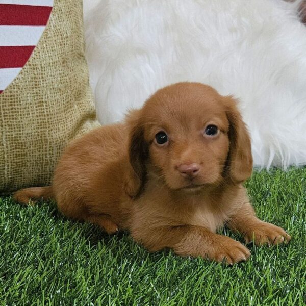 Miniature Long Haired