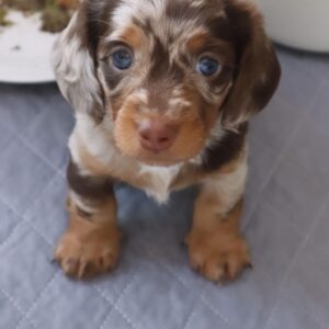 Blue Merle Dachshund Puppies For Sale