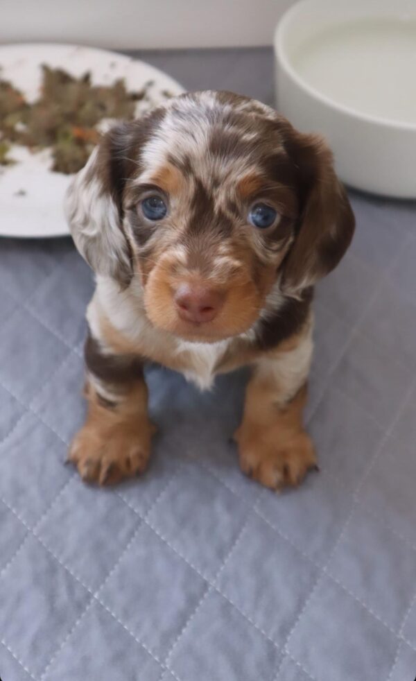 Blue Merle Dachshund Puppies For Sale