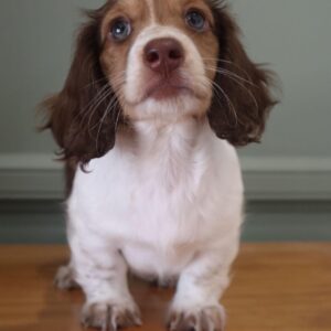 Merle Dachshund for Sale