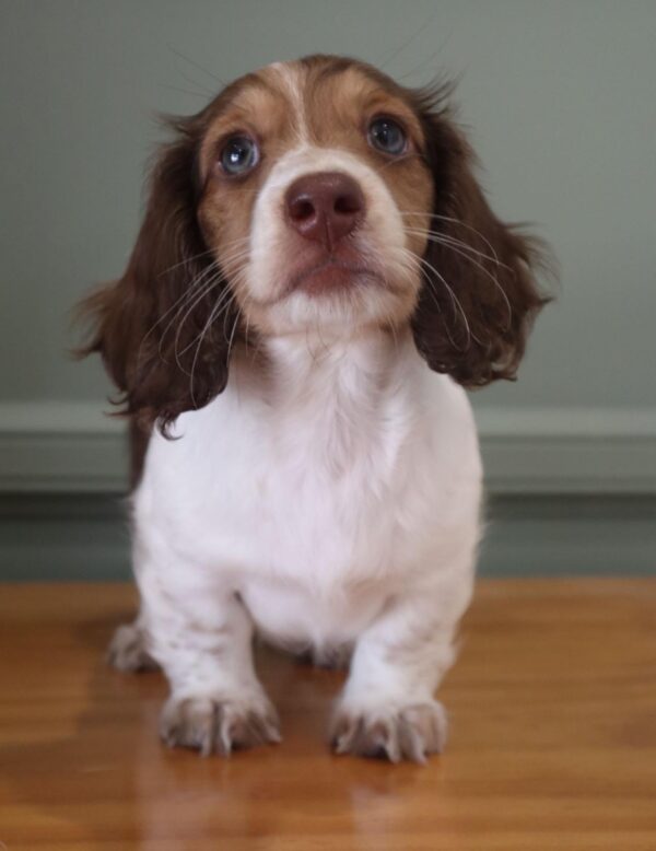 Merle Dachshund for Sale