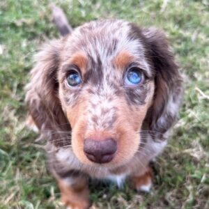 Merle Mini Dachshund Puppies for Sale