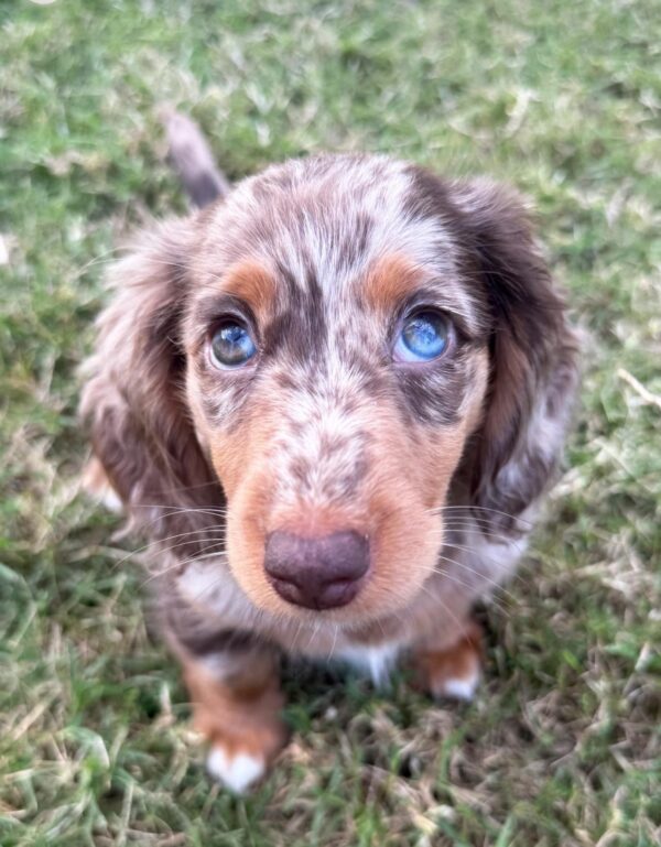 Merle Mini Dachshund Puppies for Sale