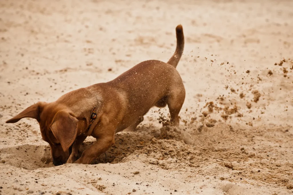 Why Do Dachshunds Dig So Much?