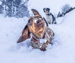 Winter Care Tips for Dachshund Puppies