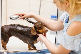 how often should you wash a dachshund puppy