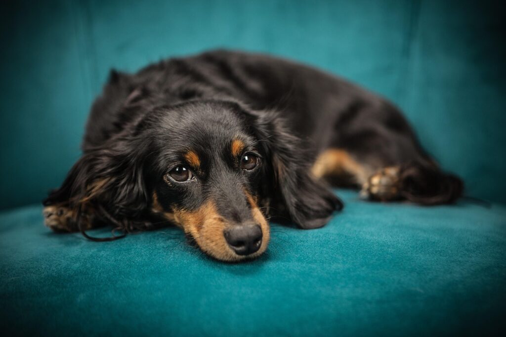 dog, puppy, nature, sofa, pet, animal, lying down, canine, domestic, domestic dog, portrait, dog portrait, mammal, animal portrait
