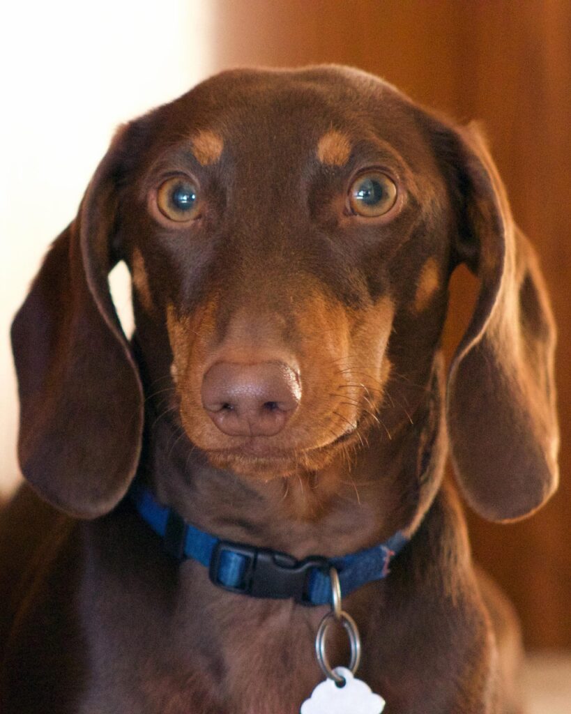 Dachshund Separation Anxiety