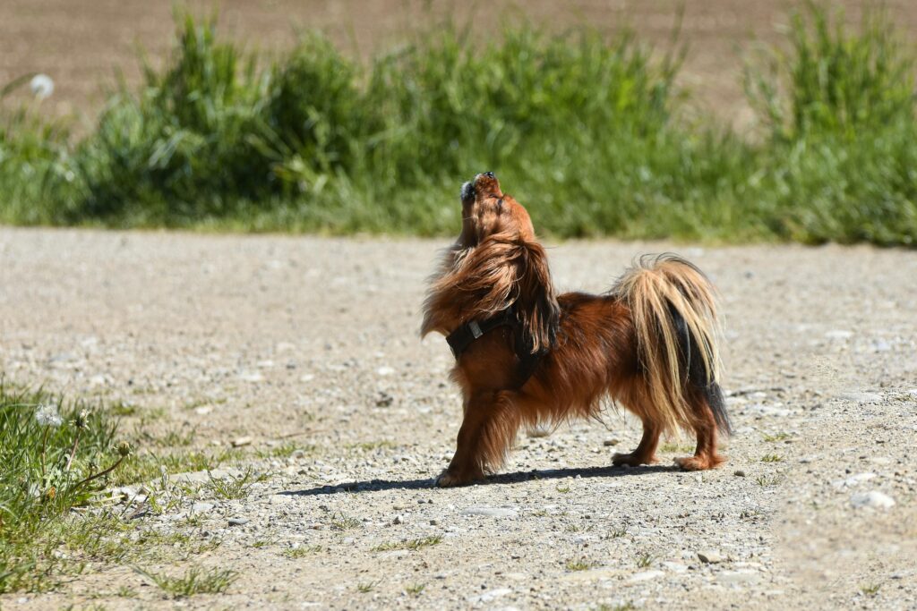 A long-haired dachshund howling while standing on a rural path outdoors on a sunny day.