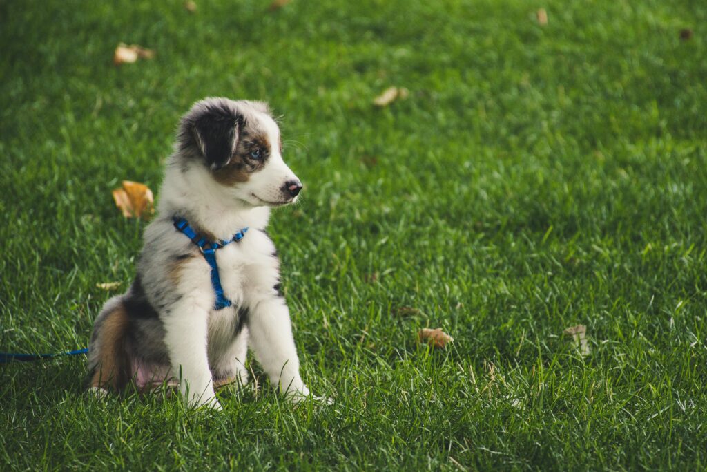 For Potential Buyers: Why Dachshund Puppies Make Loyal and Loving Companions