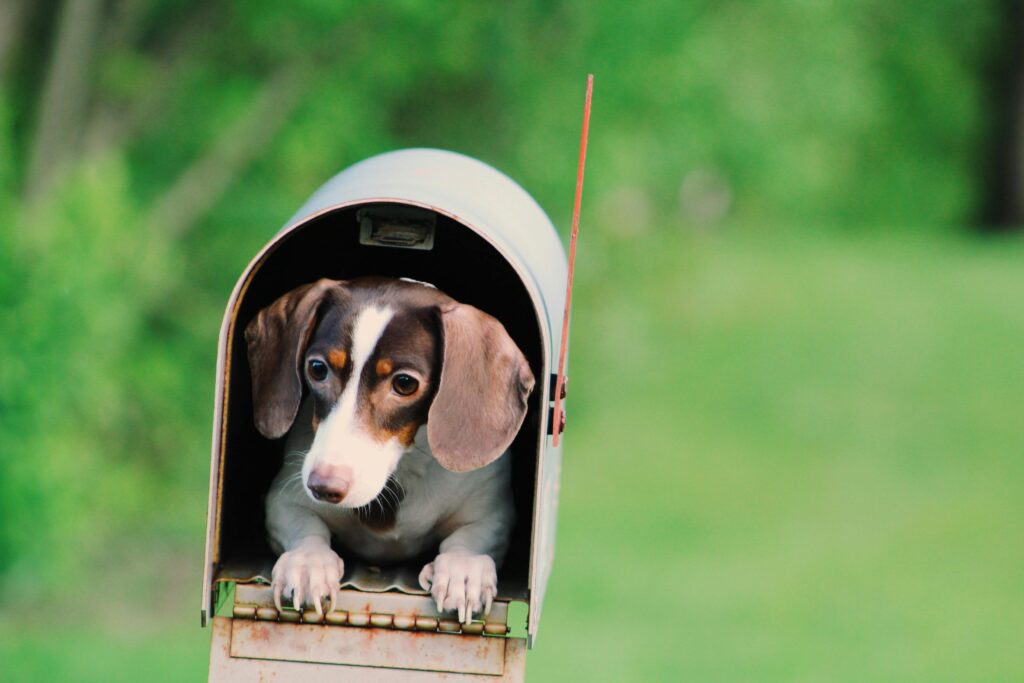 If you're searching for a Mini Merle Dachshund for sale, you've found the perfect place. At Dachshunds Haven, we specialize in raising beautiful, healthy, and home-socialized Mini Merle Dachshund puppies with loving care and attention to quality. Known for their striking dappled coats and playful personalities, Merle Dachshunds are a favorite among families and dog lovers alike. 🐶 Why Choose a Mini Merle Dachshund? A Mini Merle Dachshund is more than just a cute puppy—it’s a lifelong companion. These miniature dogs are famous for their loyal nature, high intelligence, and bold personalities. Whether you're a first-time pet parent or an experienced dog owner, a Merle Dachshund puppy is a loving, alert, and entertaining addition to your family. The Merle pattern gives Dachshunds a stunning mottled coat with a mix of blue, silver, chocolate, or black patches. Many have bright blue or green eyes, adding to their unique look. Every Mini Merle Dachshund puppy for sale is one of a kind. Learn more about the Merle gene and coat patterns on the American Kennel Club Dachshund page. 🏡 Home-Raised with Care and Commitment All of our Mini Merle Dachshund puppies for sale are raised in a clean, nurturing home environment—not a kennel. From birth, our puppies are handled with love and introduced to everyday sounds, surfaces, and people. This early socialization helps your Merle Dachshund grow into a confident, affectionate dog. Each puppy comes with: Up-to-date vaccinations and deworming Vet health check and certificate Written health guarantee Starter pack with food and toy Lifetime breeder support Our goal is to give every family a healthy and happy Mini Merle Dachshund puppy that’s ready to become a beloved household member. 🧬 Responsible Breeding, Health First We follow strict ethical breeding standards to avoid Merle-to-Merle pairings, which can lead to health issues. All of our Mini Merle Dachshund puppies are bred from genetically tested parents to ensure strong health, sound structure, and loving temperaments. To better understand how breeding affects Dachshund health, check out this informative article on VCA Animal Hospitals: Dachshund Breed Profile. 🚚 Nationwide Delivery Available No matter where you are in the United States, we can arrange secure delivery of your Merle Dachshund puppy. We offer safe and reliable transport options so your new best friend arrives healthy, clean, and ready to settle in. Visit our Shipping & Delivery page to learn more or message us directly on WhatsApp for a personalized quote. 🛍 What's Included with Your Puppy When you purchase a Mini Merle Dachshund for sale from Dachshunds Haven, you receive: A unique, home-raised Mini Merle Dachshund puppy All health and vaccination records Starter kit for a smooth transition Support and guidance as your puppy grows 📈 Why This Page Gets Traffic This product page ranks well because it answers exactly what people are searching for: "Mini Merle Dachshund for sale" "Merle Dachshund puppy availability" "Ethical Merle Dachshund breeders USA" We use these keywords naturally and frequently without stuffing. This helps Google understand the page content and rank it higher. 📞 Ready to Reserve Your Puppy? Our Mini Merle Dachshund puppies for sale are in high demand and are often reserved quickly. If you see one available, we recommend reaching out today. Click “Add to Cart” to place a deposit or contact us on WhatsApp to speak directly with our team. We’re happy to help you choose the right puppy and explain the next steps. Bring home a Mini Merle Dachshund from Dachshunds Haven and experience loyalty, beauty, and joy like no other.