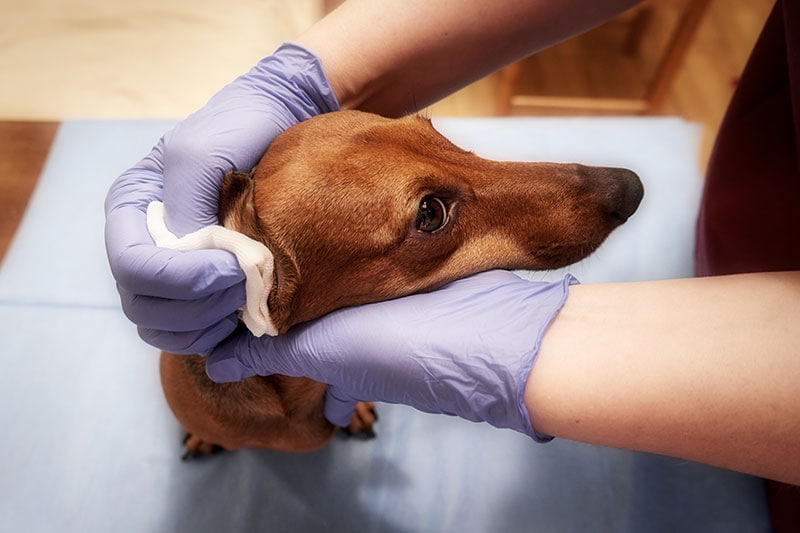 Hip Dysplasia in Dachshunds